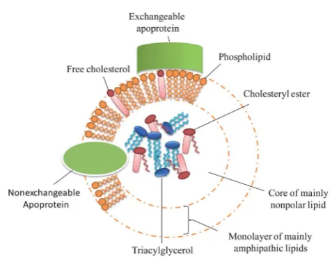 Fig. 2General structure of lipoproteins. Adapted from Griﬃn (2009).10