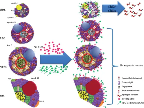 Fig. 6Generalised homogeneous assay methodology for the selective determination of HDL-C