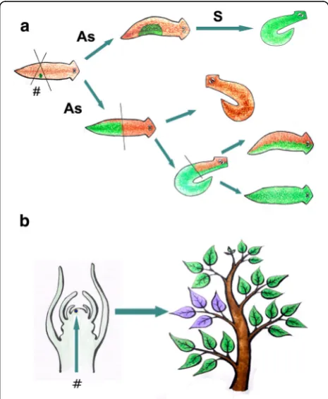 Fig. 5 Somatic TE invasion through HTT in eukaryotic organisms withfew or no cell differentiation and asexual reproduction