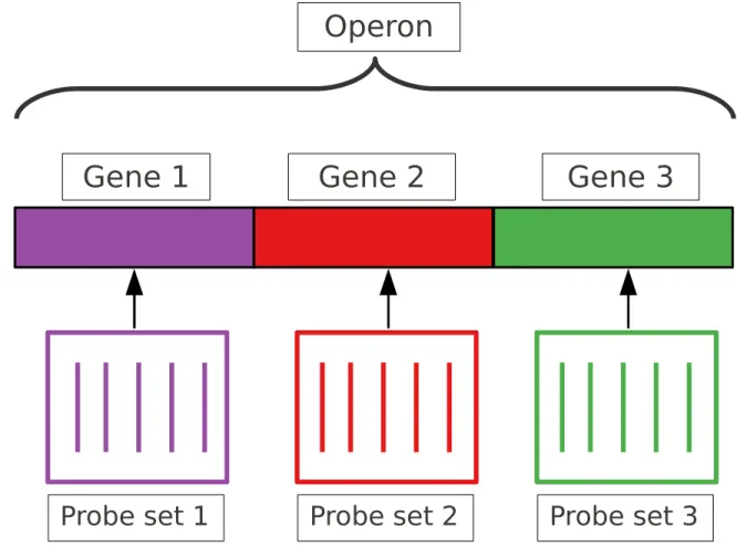 Figure 1.1: Example of aliated probes.
