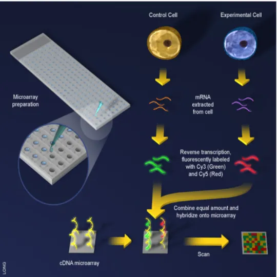 Figure 1.1: Overview of cDNA Array synthesis. DNA fragments are created using PCR and bound to glass microscope slides