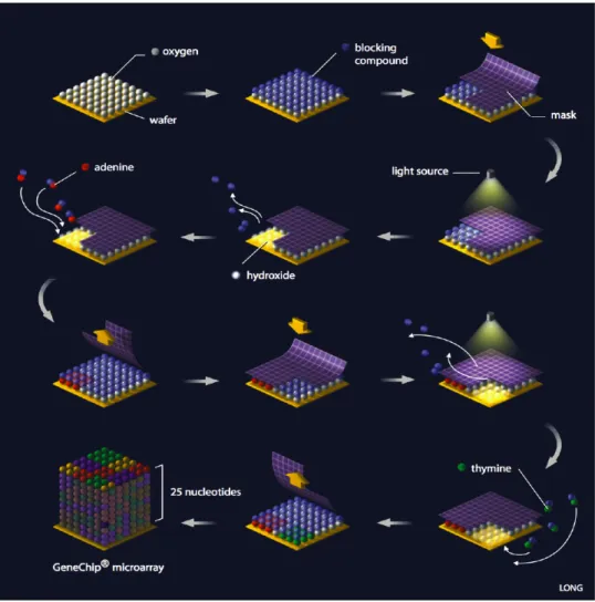 Figure 1.2: Overview of GeneChip synthesis. Nucleosides are progressively added to a silanized chip by photolithography to create a set of 25-mers matching specific sequences