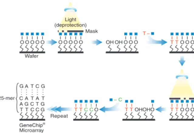 Figure 1.4: Synthesis of probes occurs in cycles, in which activated cells are lengthened by one nucleotide