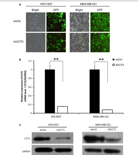 Fig. 1 Knock of CCT3 in breast cancer cells. a Infection efficiency was determined at 72 h after infection of lentivirus shCCT3 or shCtrl in HCC1937 and MDA-MB-231 cells