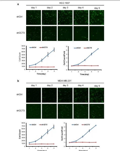 Fig. 2 Knockdown of CCT3 suppresses the proliferation of breast cancer cells, HCC1937 (a) and MDA-MB-231(b) by celigo cytometry analysis