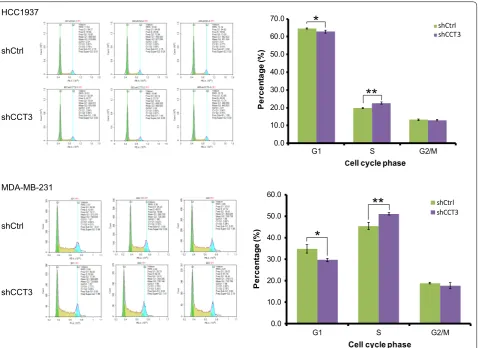 Fig. 7 Knockdown of CCT3 regulates signal transduction pathway in MDA-MB-231 cells. The signal transduction protein was measured by western blot analysis, and GAPDH was used as an inner control
