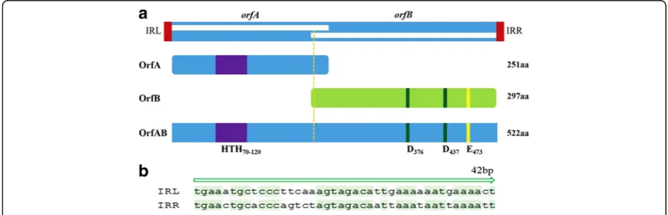 Fig. 1 The structure of ISSau2. a ISSau2 encodes a fusion protein (OrfAB, transposase), which contains two proteins OrfA (251aa) and OrfB (297aa),flanked by two imperfect inverted repeats (IRL and IRR)