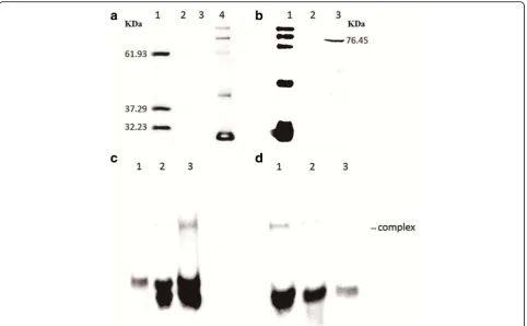 Fig. 3 Western blot analysis of ISSau2 and EMSA analysis of binding of OrfAB to inverted repeats