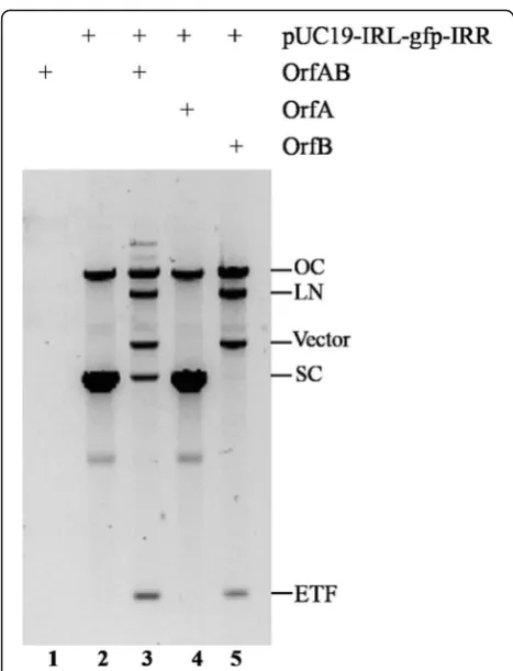 Fig. 5 Flow cytometric analysis of ISgfp transposition and measurement of the transposition frequency of ISas a negative control.Sau2