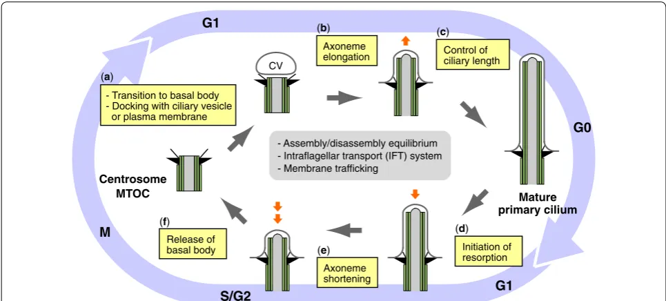 Fig. 1 Ciliogenesis cycle and cell cycle. Multiple steps (a–f) of primary cilia formation in ciliogenesis cycle are shown in related to cell cycle