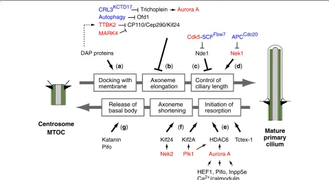 Fig. 2 Molecular mechanisms linking ciliogenesis and cell cycle regulation. Recent findings to uncover the molecular link between the individual step (a–g) of ciliogenesis and cell cycle are depicted