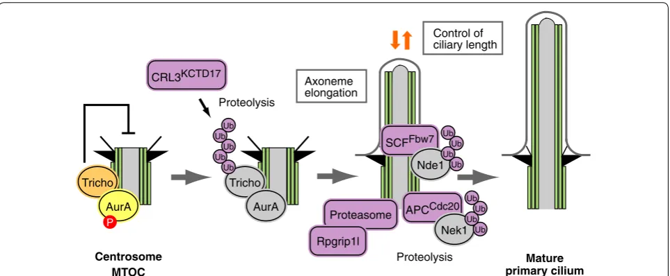 Fig. 3 Involvement of the ubiquitin–proteasome system in ciliogenesis and cell cycle control