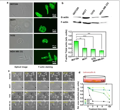 Fig. 2 F-actin distribution, amounts, and depolymerization. fluorescence (right column) microscopy