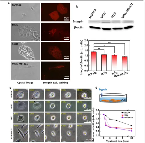 Fig. 3 Integrin distribution, amounts, and disassembly. fluorescence (right column) microscopy
