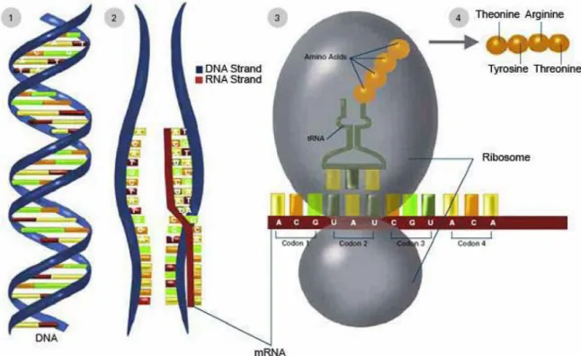 Figure 1.2. Transcription and translation process. Source from  http://publications.nigms.nih.gov/thenewgenetics/chapter1.html Gene Regulation