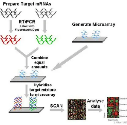 Figure 2.1. Process of cDNA microarray experiment design. Source from  http://www.microarray.lu/en/MICROARRAY_Overview.shtml