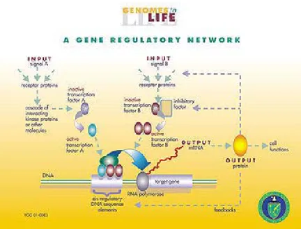 Figure 2.7. A typical gene regulatory network. Source from 