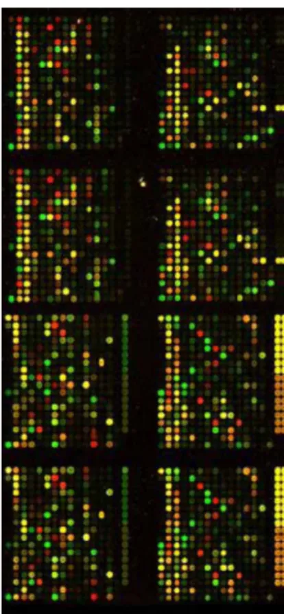 Figure  1.2 Output Microarray image  Table  1-1 Microarray data for each gene 