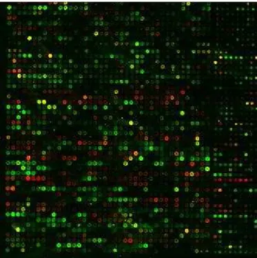 Figure 3.10: Two-channel cDNA microarray image