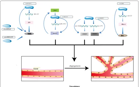 Fig. 4 CircRNAs modulating angiogenesis in TME. Specific circRNAs act as promotor or inhibitor in angiogenesis