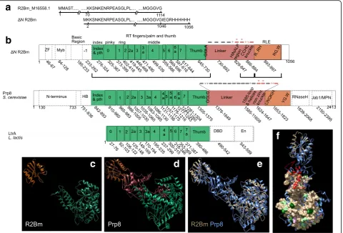 Fig. 5 A Comparison of domain architechture of R2Bm, Prp8, and LtrA group II intron proteins.the large fragment of Prp8 (blue with red 1585 loop and knuckle)