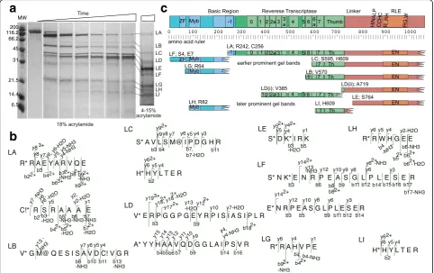 Fig. 1 Mapping and sequencing LysC protease resistant fragments of R2Bm protein.and analyzed by nano-LC-ESI-MS/MS sequencing