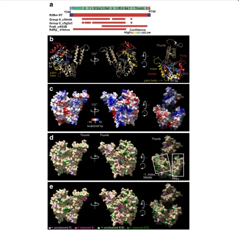 Fig. 3 Modeling of the R2Bm RT domain and mapping of the proteolytic cleavages onto the RT model.confidence report from Phyre2