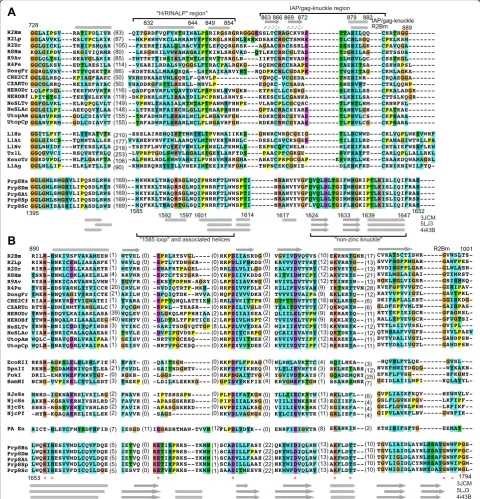 Fig. 4 Structure based alignments of linker and RLE regions.str. 7 Pfur Hjc (1gef) is fromthaliana(3HW4)