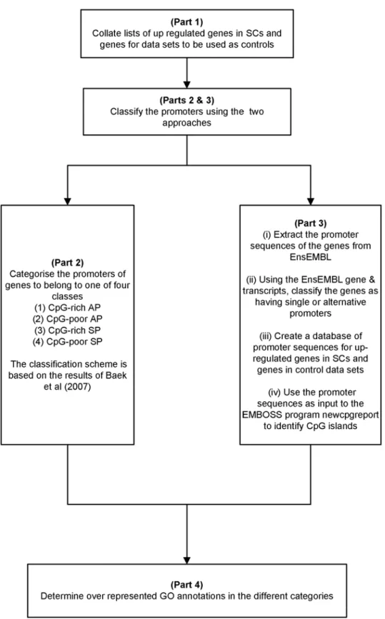 Figure 1. A schematic describing the work flow of the analysis.