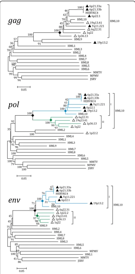 Fig. 8 Phylogenetic analysis of the HML10 sequences gag, pol andenv genes with other endogenous and exogenous Betaretroviruses.The main HML10 phylogenetic group is indicated