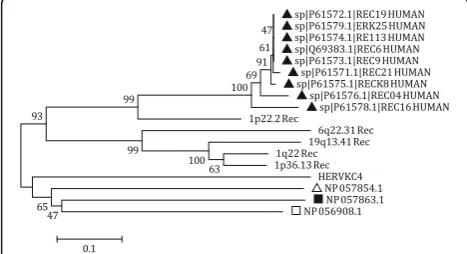 Fig. 4 Phylogenetic analysis of the HML10 subtype II Rec putativeproteins. The HML10 subtype II proviruses nucleotide sequencescorresponding to a predicted Rec domain were translated and theobtained putative proteins (puteins) were analyzed in a NJ treeinc
