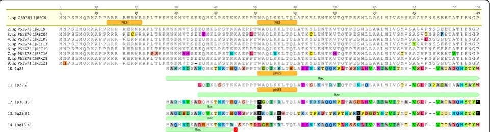 Fig. 5 Structural comparison between HERV-K HML2 Rec proteins and the putative HML10 Rec amino acid sequences