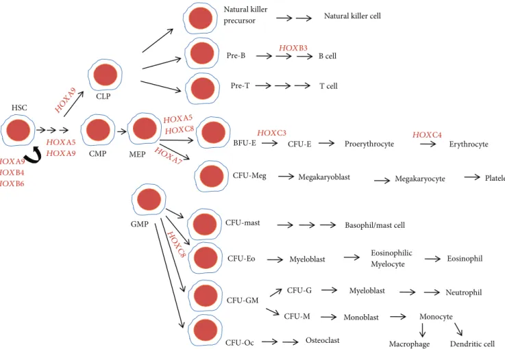 Figure 2: HOX gene expression during hematopoiesis. The hematopoietic stem cell (HSC) is a multipotent stem cell that has the ability to give rise to common lymphoid progenitor (CLP) and common myeloid progenitor (CMP) cells