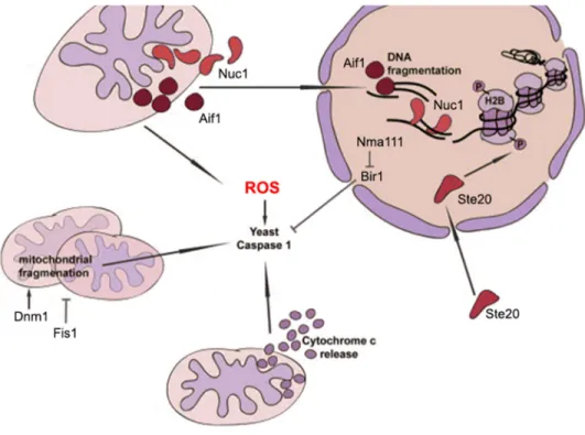 Figure 1 Components and pathways of yeast apoptosis. Upon apoptosis induction, it leads to activation  of several apoptotic key players such as the yeast caspase Yca1