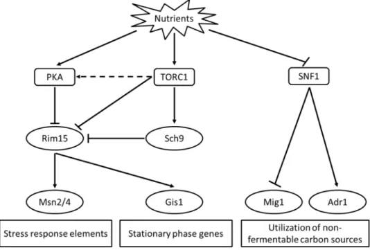 Figure 3 Stress-response and lifespan regulatory pathways. Stress responses and lifespan are regulated  by  signaling  pathways  (represented  by  rounded  rectangular)  including  TOR,  PKA  and  SNF1  pathway