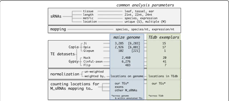 Fig. 1 A matrix of the terms, data and analyses used in this study. The coloured boxes contain information specific for the maize genome (blue)or the TE exemplar database (green)