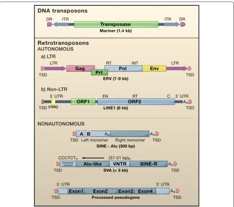 Fig. 1 Types of transposable elements in mammals. Abbreviations: DR, direct repeat; ITR, inverted terminal repeat; Gag, group-specific antigen; Prt,protease; Pol, polymerase; Env, envelope; RT, reverse transcriptase domain; INT, integrase domain; TSD, target site duplication; LTR, long terminalrepeat; EN, endonuclease domain; C, zinc knuckle domain; An, poly (A); A/B, A- and B-box Pol III promoter; SVA, SINE-R, VNTR, Alu element; VNTR,variable number tandem repeats (reproduced from [3]; Elsevier license number 3803340576977)
