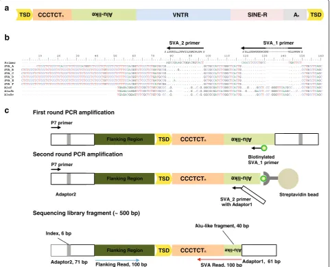 Fig. 1 Experimental protocol design.arrows. Top row of the sequence alignment shows the sequences of the primer binding sites of SVA_1 and SVA_2