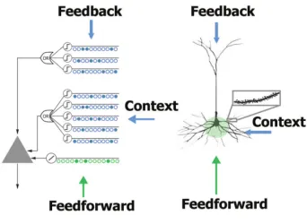 Figure 2.1: The HTM Cell on the left, and a pyramidal neuron on the right. Both havefeedforward, context, and feedback connections [1].