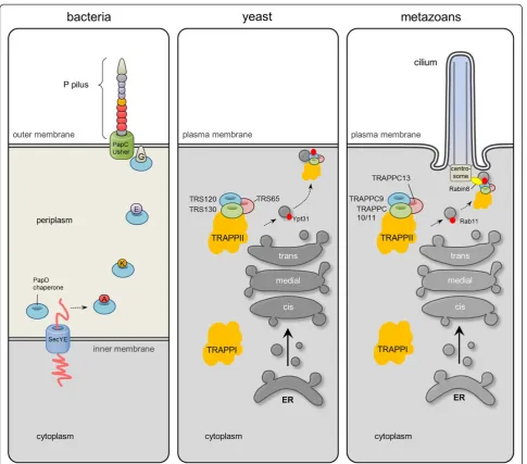Figure 6 The TRAPPII complex may have evolved from bacterial PapD chaperone of the usher pili assembly pathway.the bacterial and eukaryotic trafficking pathways guided by the PapD and TRAPPII complex, respectively