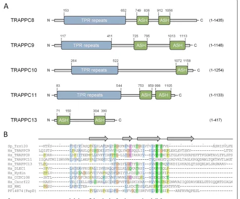 Figure 1 Identification of a TPR-ASH domain structure in TRAPPII complex subunits. (A) Domain architecture of known and putativeTRAPPII subunits, represented by human TRAPPC8, -9, -10, -11, and -13