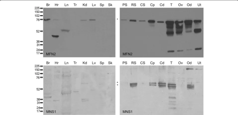 Figure 6 Co-immunoprecipitation of protein from spermatogenic cells with MFN2 (left panel) or MNS1 (right panel)