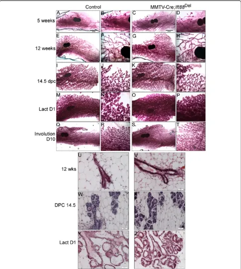 Figure 2 Loss of Ift88 in MMTV-Cre expressing cells does not affect mammary development