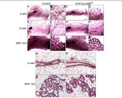 Figure 3 Loss of Ift88 in K14-Cre expressing cells does not affect mammary development