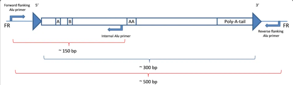 Fig. 1 The amplification via an internalsubfamily specific primer. The internal primer is located at the 3the element