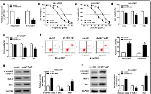 Fig. 2 Knockdown of NNT-AS1 inhibits DDP-resistant CC cells viability and proliferation but induces apoptosis