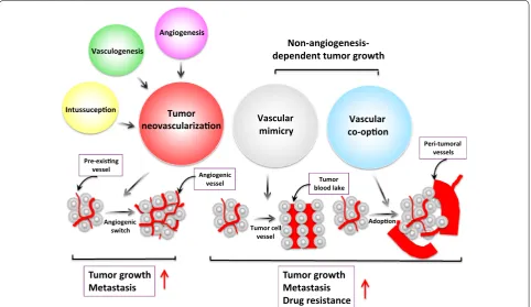 Fig. 1 Mechanisms of tumor blood supply in supporting tumor growth, metastasis, and drug resistance