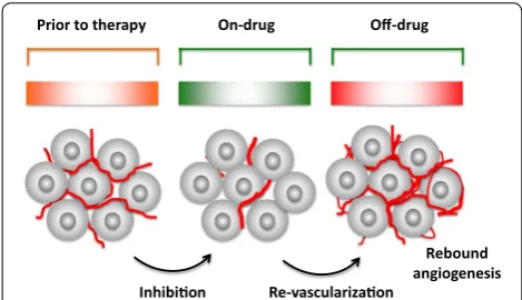 Fig. 4 Effects of ON and OFF treatment with anti-angiogenic drugs on tumor vasculatures