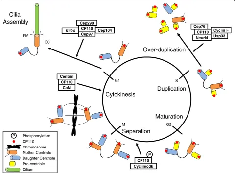 Figure 1 The role of CP110 in cell cycle control and ciliogenesis. CP110 and its network of partners form distinct complexes that regulatedifferent aspects of centrosome function, including centrosome over-duplication, centrosome separation, cytokinesis, a