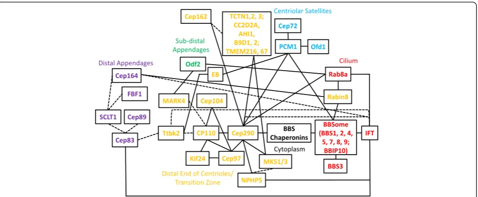 Figure 2 A system-wide schematic of protein interaction networks that modulate cilium assembly